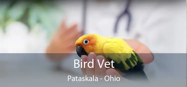 Bird Vet Pataskala - Ohio