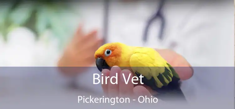 Bird Vet Pickerington - Ohio