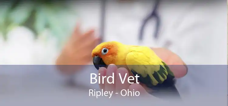 Bird Vet Ripley - Ohio