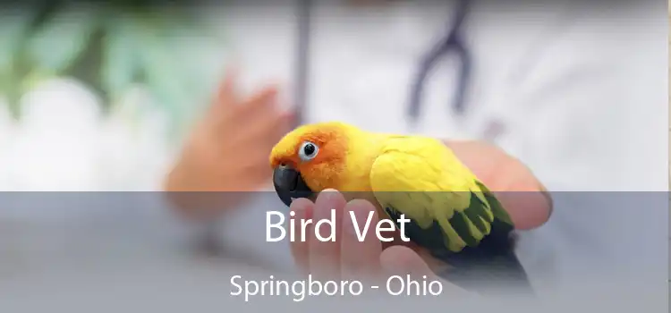 Bird Vet Springboro - Ohio