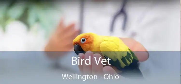 Bird Vet Wellington - Ohio