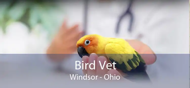 Bird Vet Windsor - Ohio