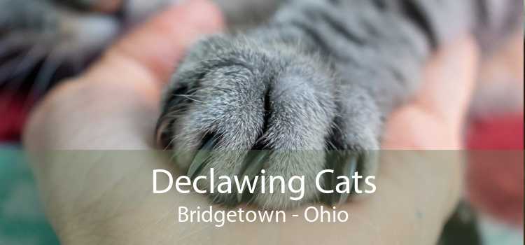declawing cats bridgetown ohio
