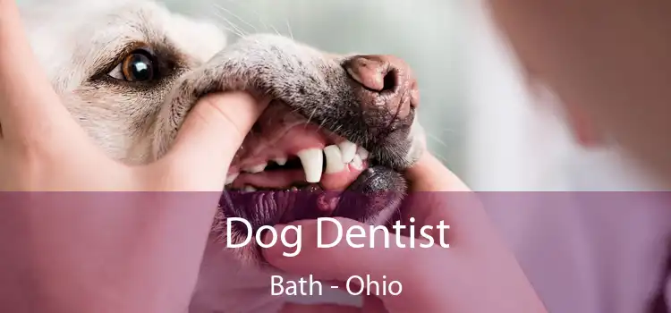 Dog Dentist Bath - Ohio
