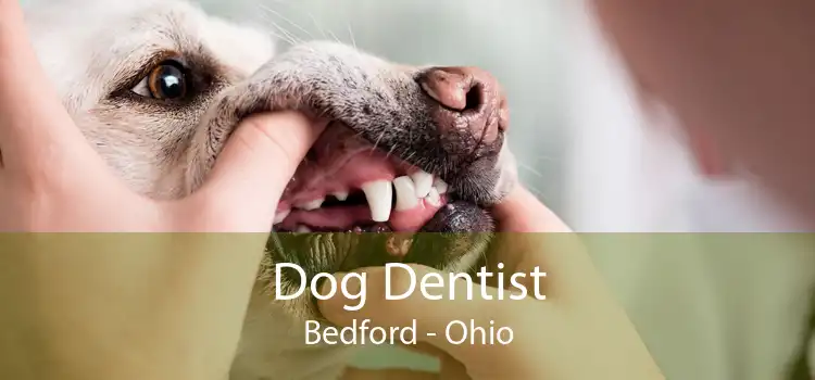 Dog Dentist Bedford - Ohio