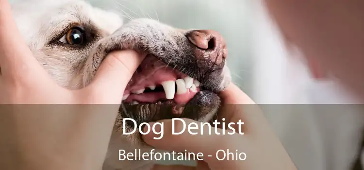 Dog Dentist Bellefontaine - Ohio