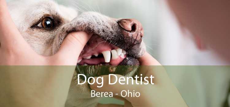 Dog Dentist Berea - Ohio