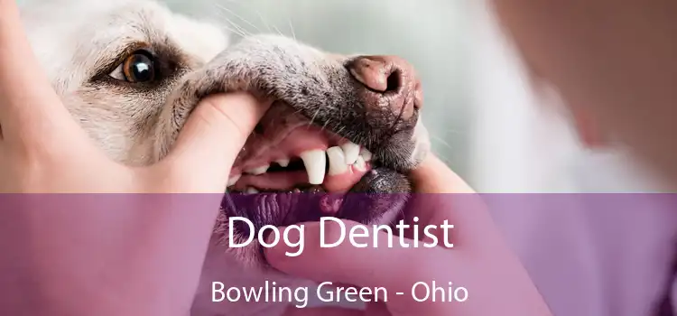 Dog Dentist Bowling Green - Ohio