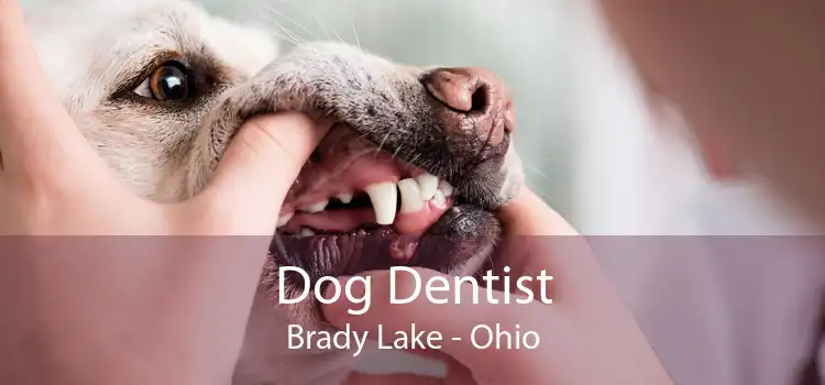 Dog Dentist Brady Lake - Ohio