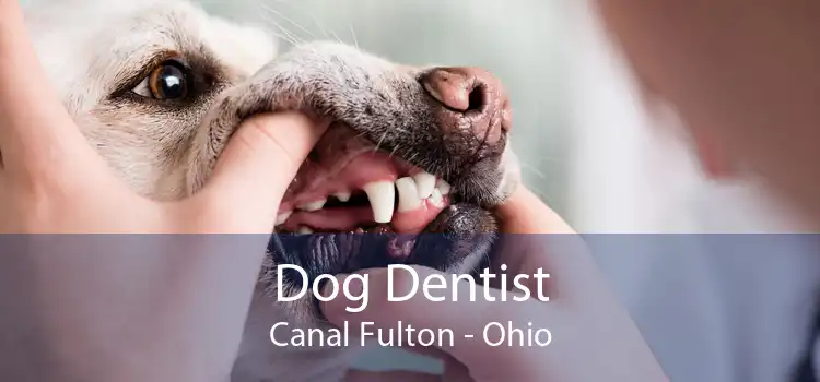 Dog Dentist Canal Fulton - Ohio
