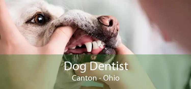Dog Dentist Canton - Ohio