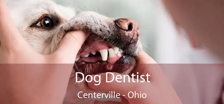 Dog Dentist Centerville - Ohio