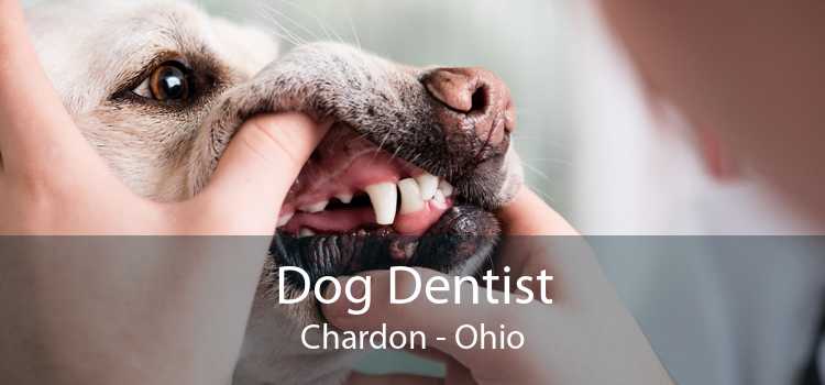 Dog Dentist Chardon - Ohio