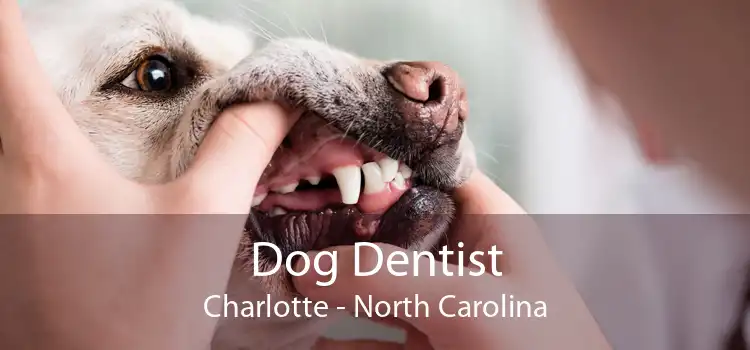 Dog Dentist Charlotte - North Carolina