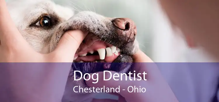 Dog Dentist Chesterland - Ohio