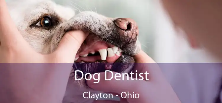 Dog Dentist Clayton - Ohio