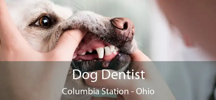 Dog Dentist Columbia Station - Ohio