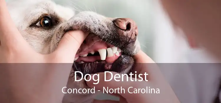 Dog Dentist Concord - North Carolina