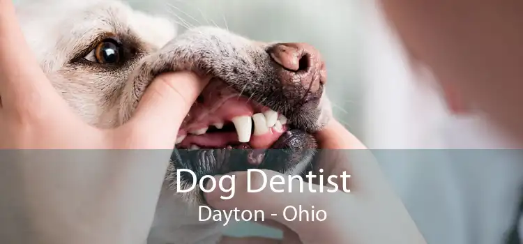 Dog Dentist Dayton - Ohio
