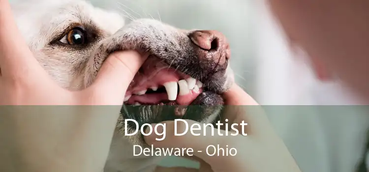 Dog Dentist Delaware - Ohio