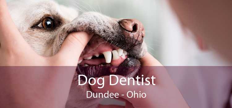Dog Dentist Dundee - Ohio