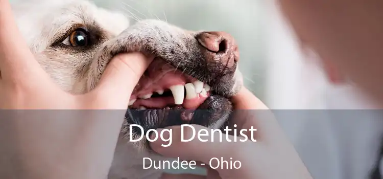Dog Dentist Dundee - Ohio