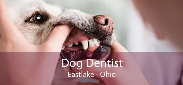 Dog Dentist Eastlake - Ohio