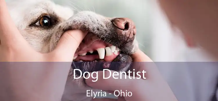 Dog Dentist Elyria - Ohio
