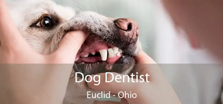 Dog Dentist Euclid - Ohio