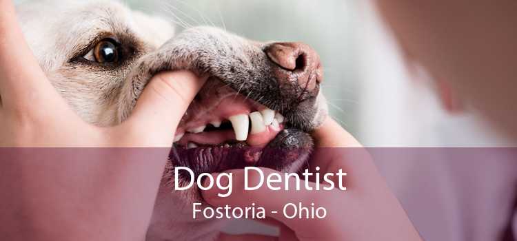 Dog Dentist Fostoria - Ohio