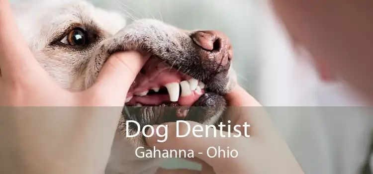 Dog Dentist Gahanna - Ohio