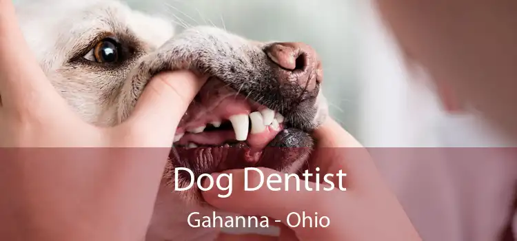 Dog Dentist Gahanna - Ohio