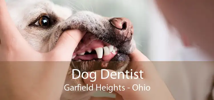 Dog Dentist Garfield Heights - Ohio