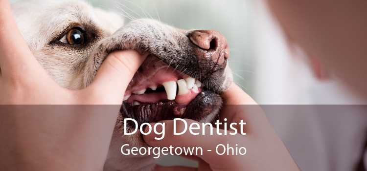 Dog Dentist Georgetown - Ohio