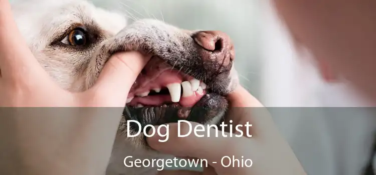 Dog Dentist Georgetown - Ohio