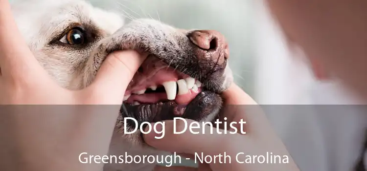 Dog Dentist Greensborough - North Carolina