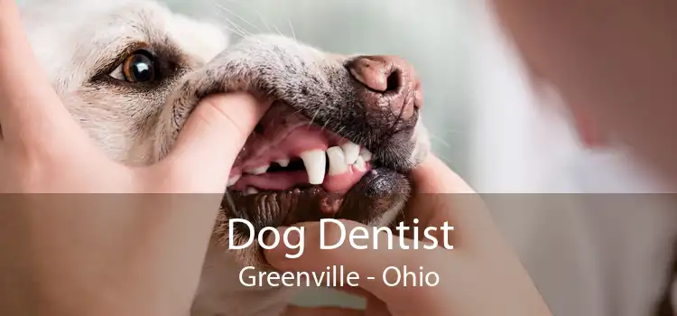 Dog Dentist Greenville - Ohio