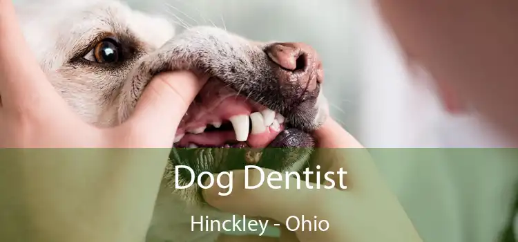 Dog Dentist Hinckley - Ohio
