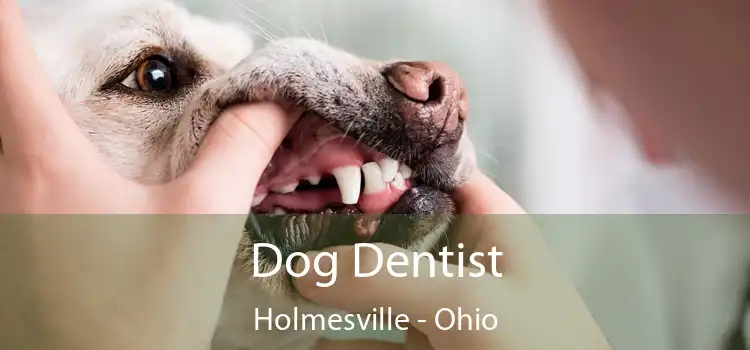 Dog Dentist Holmesville - Ohio