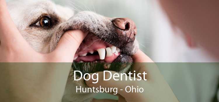 Dog Dentist Huntsburg - Ohio