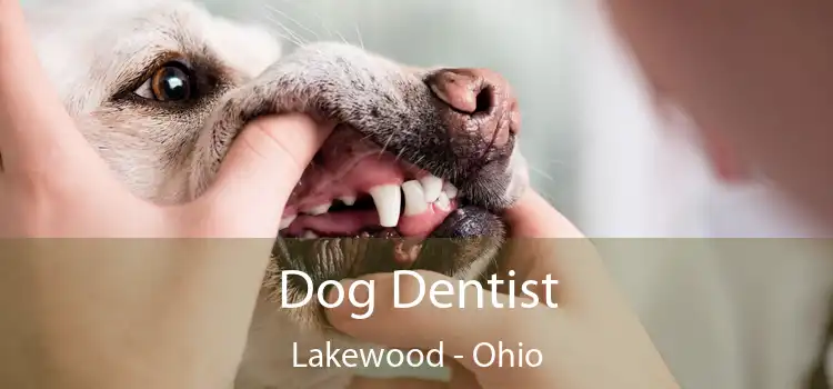Dog Dentist Lakewood - Ohio