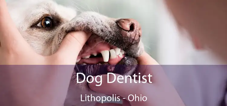 Dog Dentist Lithopolis - Ohio
