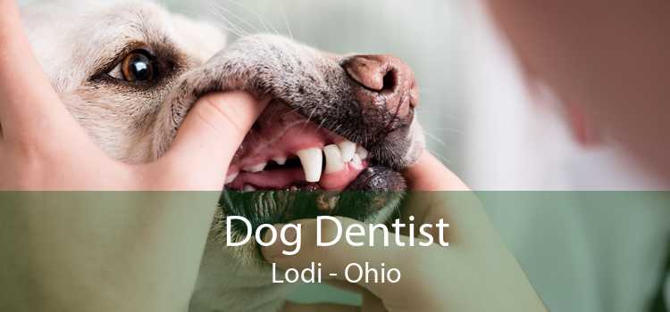 Dog Dentist Lodi - Ohio
