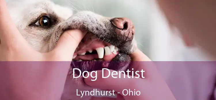 Dog Dentist Lyndhurst - Ohio