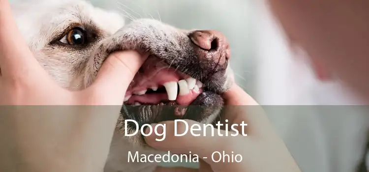 Dog Dentist Macedonia - Ohio
