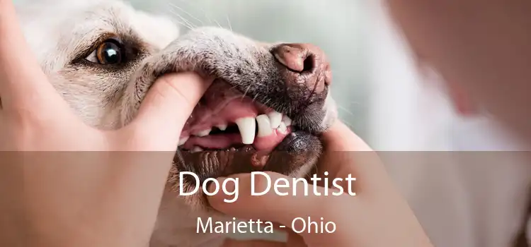 Dog Dentist Marietta - Ohio