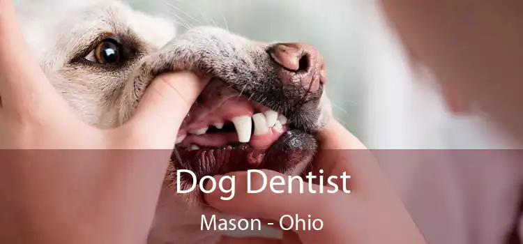 Dog Dentist Mason - Ohio