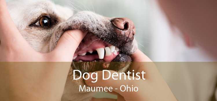 Dog Dentist Maumee - Ohio