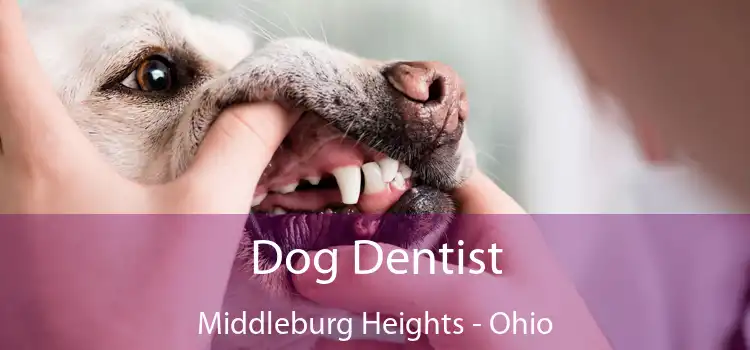 Dog Dentist Middleburg Heights - Ohio