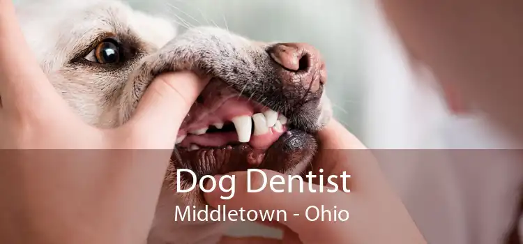Dog Dentist Middletown - Ohio